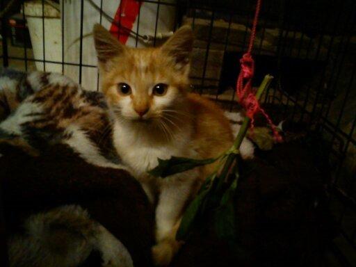 Blanding af racer Kitty - Første dag hvor hun er hjemme  billede 5