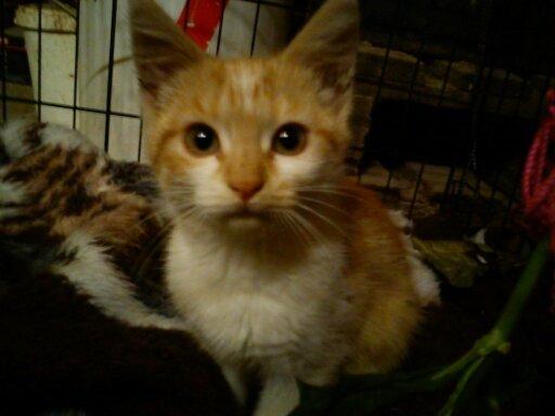 Blanding af racer Kitty - Min lille pige billede 6