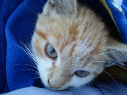 Blanding af racer Kitty - Så kan man ikke finde sin kat og hvor ligger den? i ens jakke! billede 7