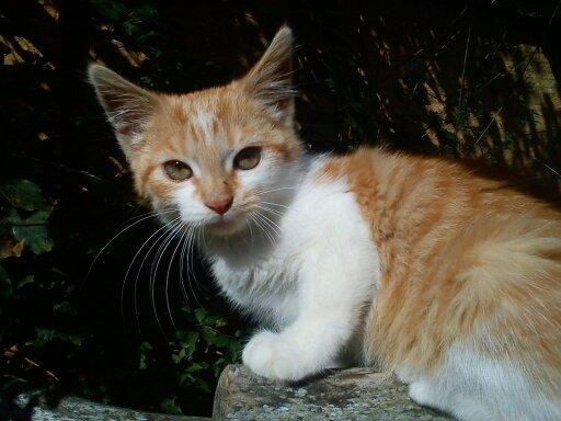 Blanding af racer Kitty - Nedstirrer mig billede 9