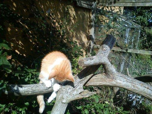 Blanding af racer Kitty - Hun prøver og fange sin hale med det resultat at hun faldt ned ;) billede 10