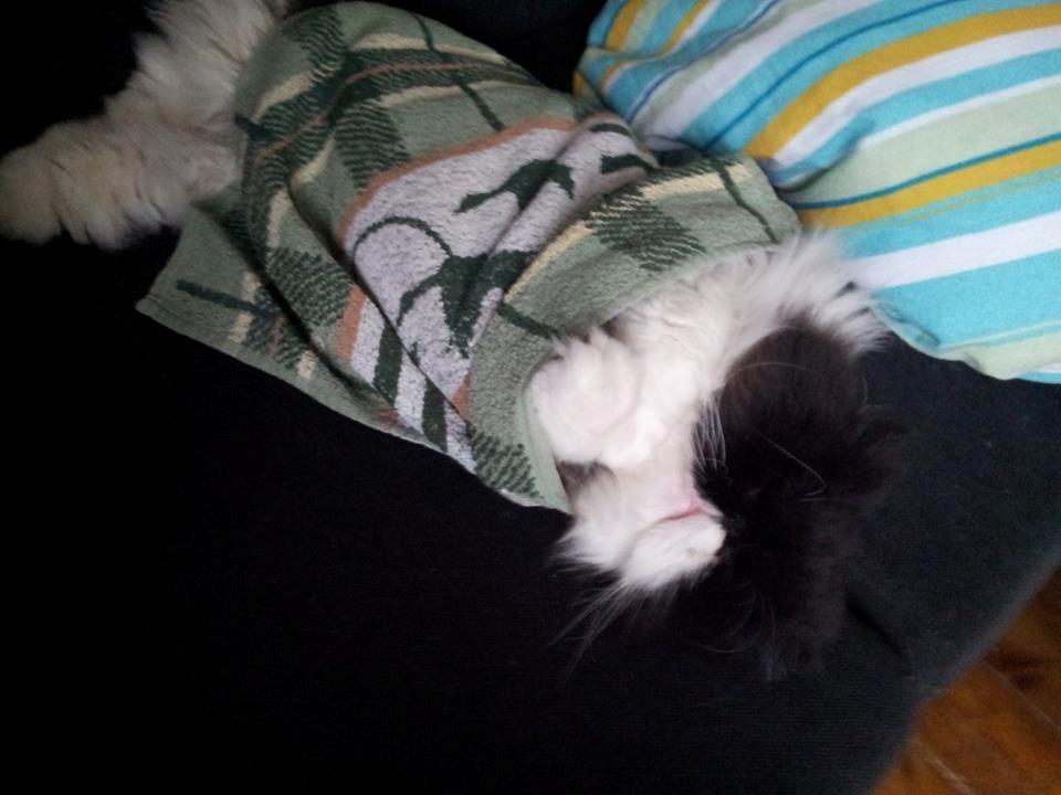 Perser Lady billede 1