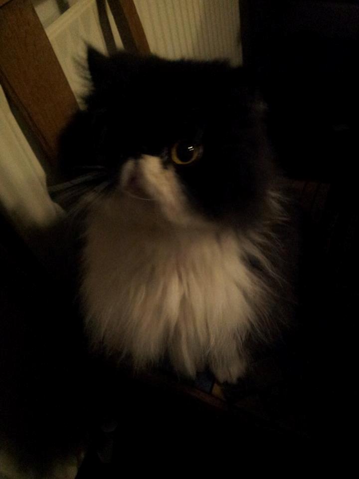 Perser Lady billede 2