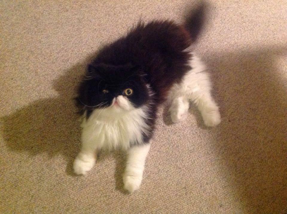 Perser Lady billede 4