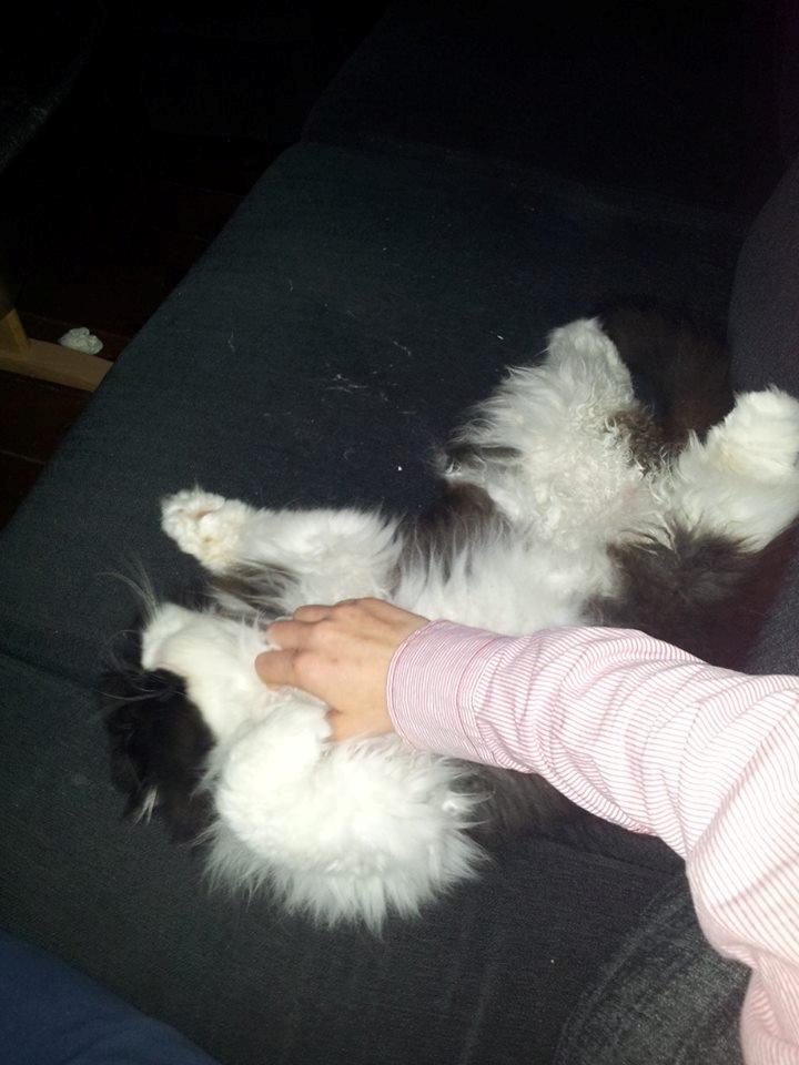 Perser Lady billede 5