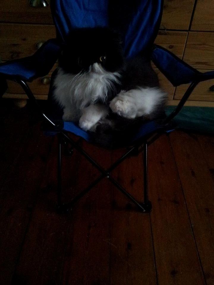 Perser Lady billede 6