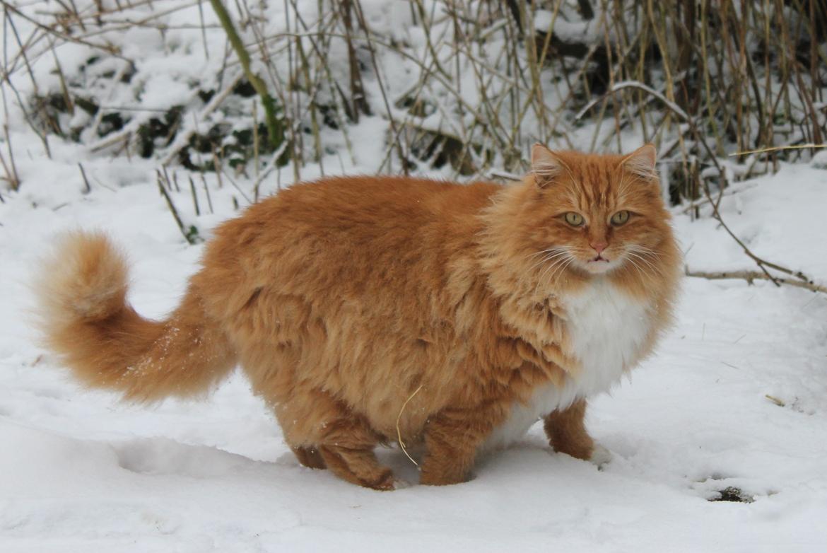Norsk Skovkat Bakkegaardens Ginger billede 20