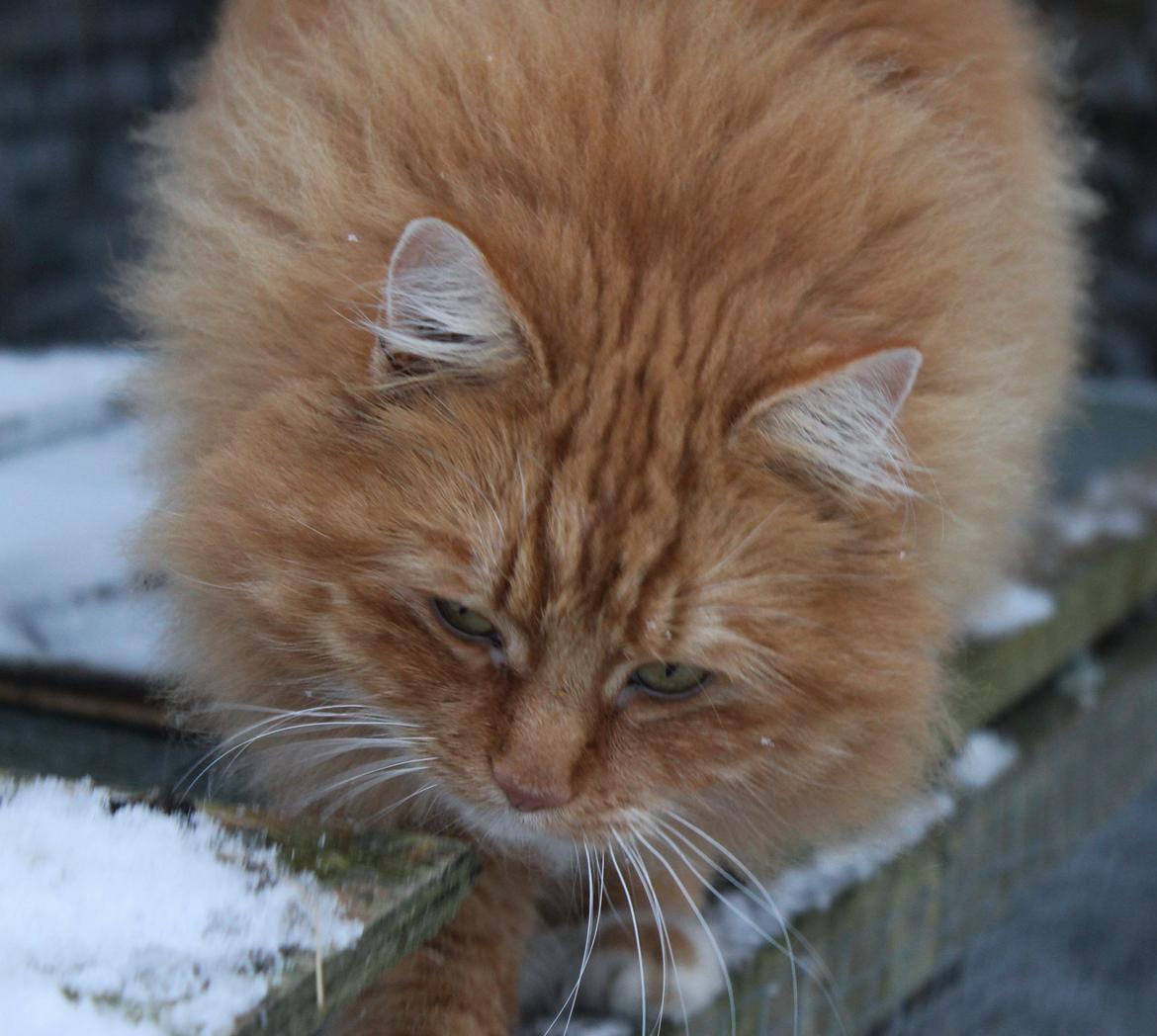 Norsk Skovkat Bakkegaardens Ginger billede 10