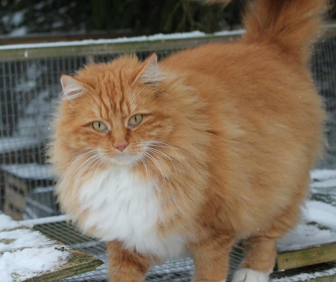 Norsk Skovkat Bakkegaardens Ginger billede 16
