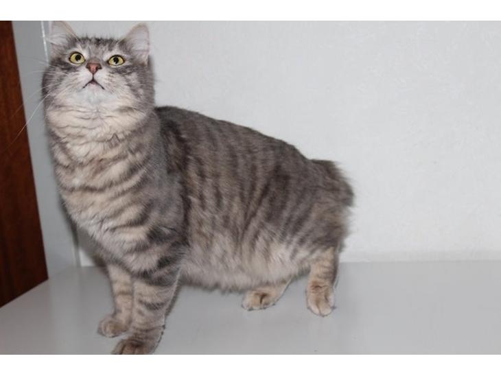 Kurilean Bobtail Stella - IC. Stella Zolotaya Seredina RU billede 1
