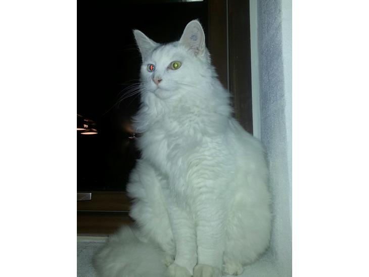 {{currentPhoto.altText}} billede {{currentPhoto.number}}