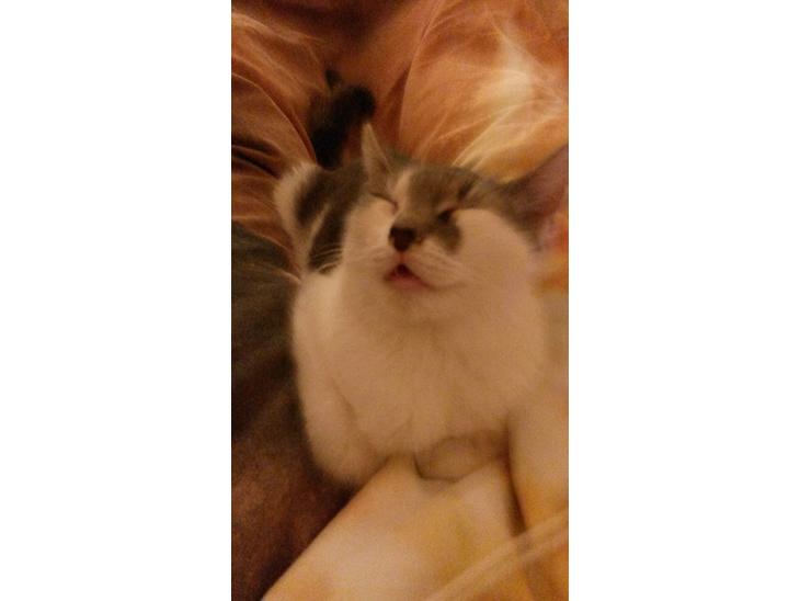Huskat Laura billede 1