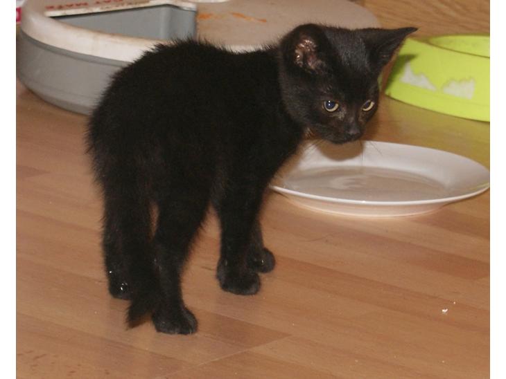 Huskat "Blackie " Alias "Lille punktum" billede 1