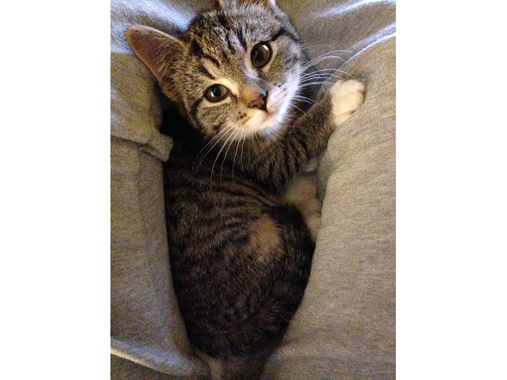 Huskat Cleo billede 1