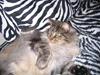 Maine Coon Victor