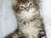 Maine Coon Vera