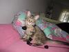 Maine Coon chopin