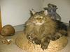 Maine Coon Sigurd