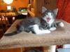 Maine Coon Caesar