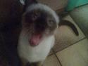 Siameser mis / Coco