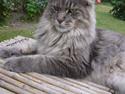 Maine Coon El Diablo POLY