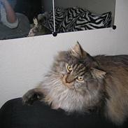 Maine Coon Victor