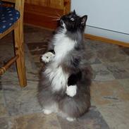 Norsk Skovkat Dansbjergs Monty