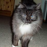 Norsk Skovkat Dansbjergs Monty