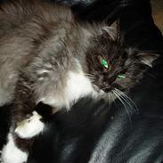 Norsk Skovkat Dansbjergs Monty