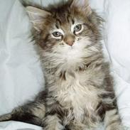 Maine Coon Vera