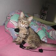 Maine Coon chopin