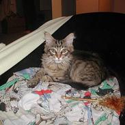 Maine Coon chopin