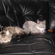 Maine Coon chopin