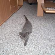 Russian Blue Miv