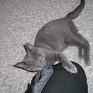 Russian Blue Miv