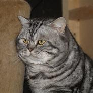 British Shorthair Loch-loyal Gucci