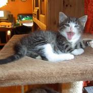 Maine Coon Caesar