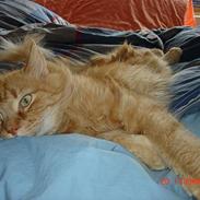 Maine Coon alfred