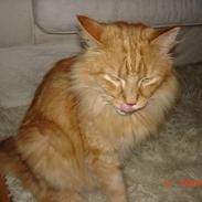 Maine Coon alfred