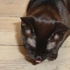 Burmeser Isis of Magicat Dk