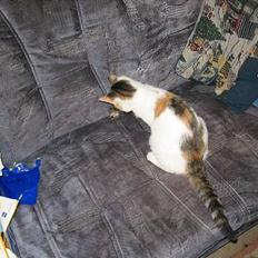 Blanding af racer Betteskid