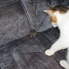 Blanding af racer Betteskid