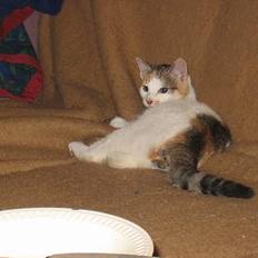 Blanding af racer Betteskid