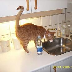 Huskat boris (mr. Kispus)