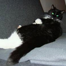 Blanding af racer Sofus (er her ikke mere)