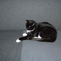 Blanding af racer Sofus (er her ikke mere)