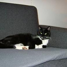 Blanding af racer Sofus (er her ikke mere)