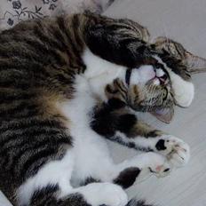 Blanding af racer Mille Mis 