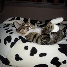 Blanding af racer Mille Mis 