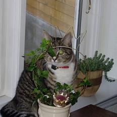 Blanding af racer Mille Mis 